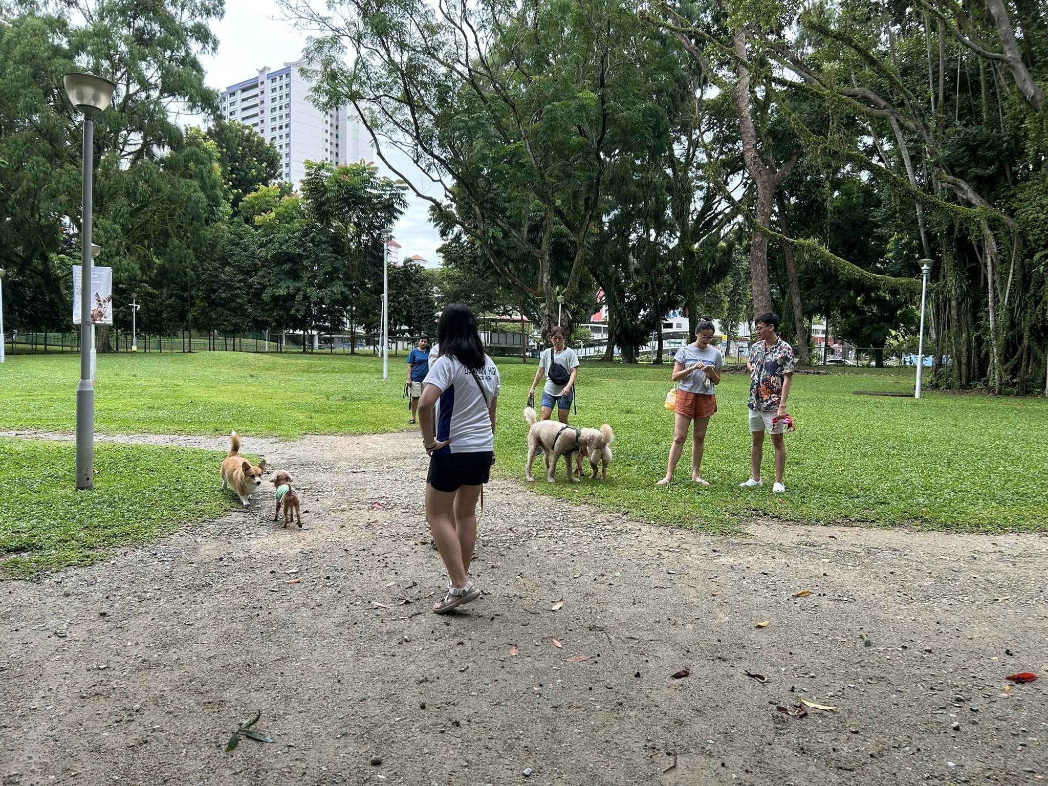 DogTalk2025